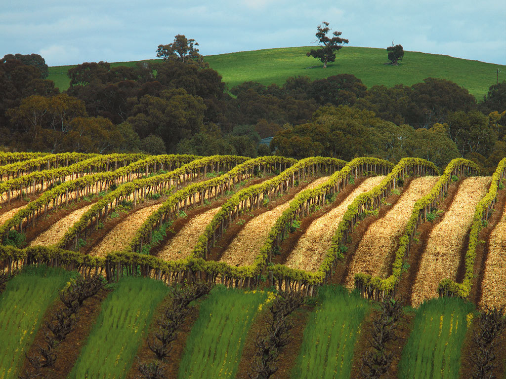 Jacob's Creek, Barossa Valley